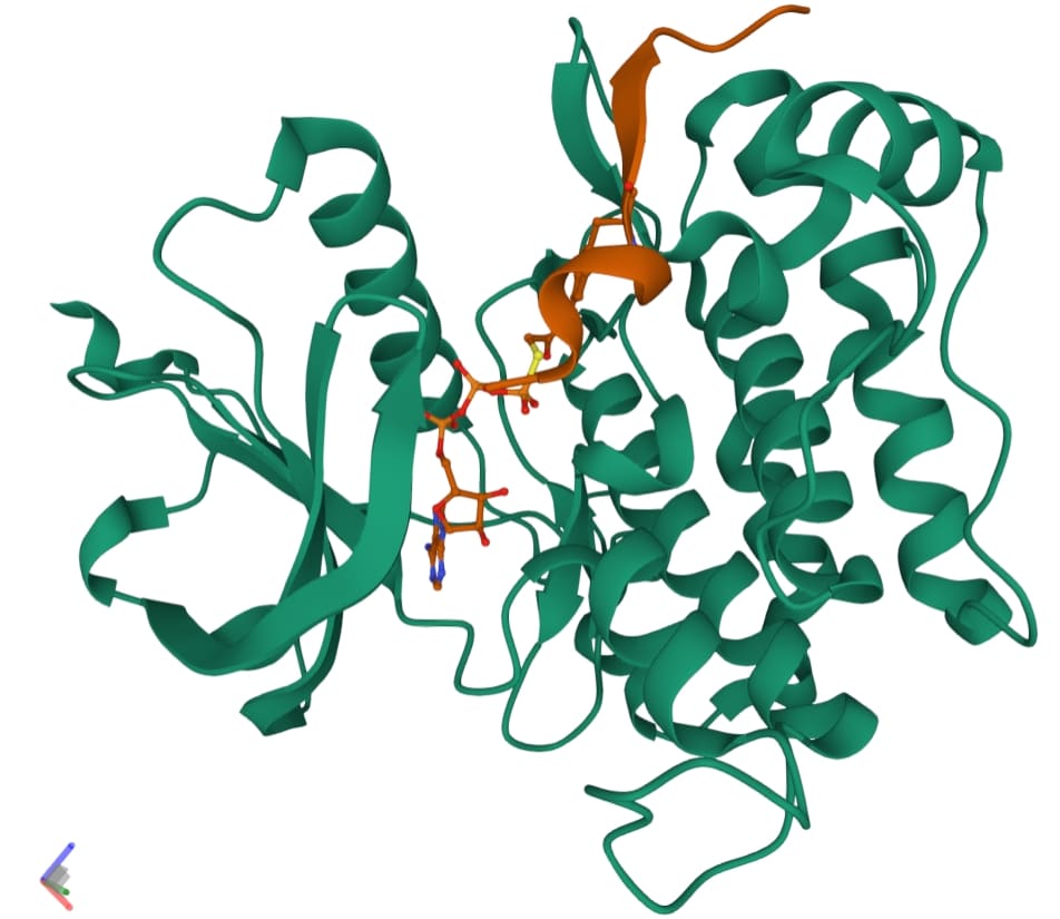 Protein kinase structure