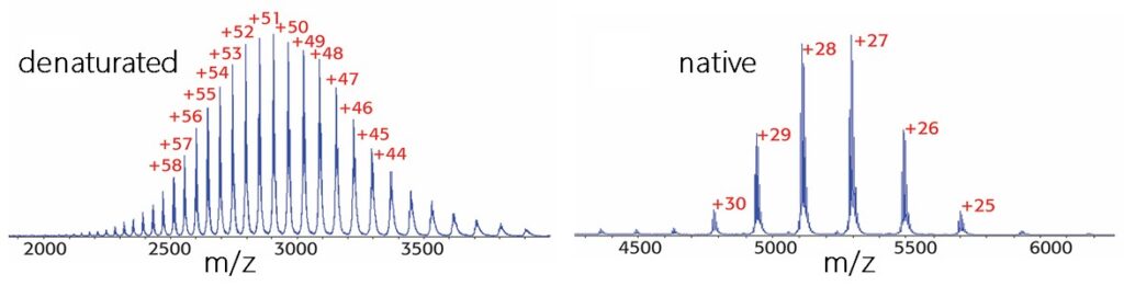 denaturated and native intact protein mass spectrometry