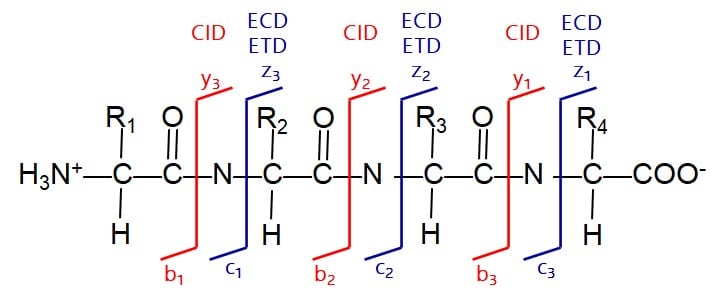 CID and ECD fragmentation